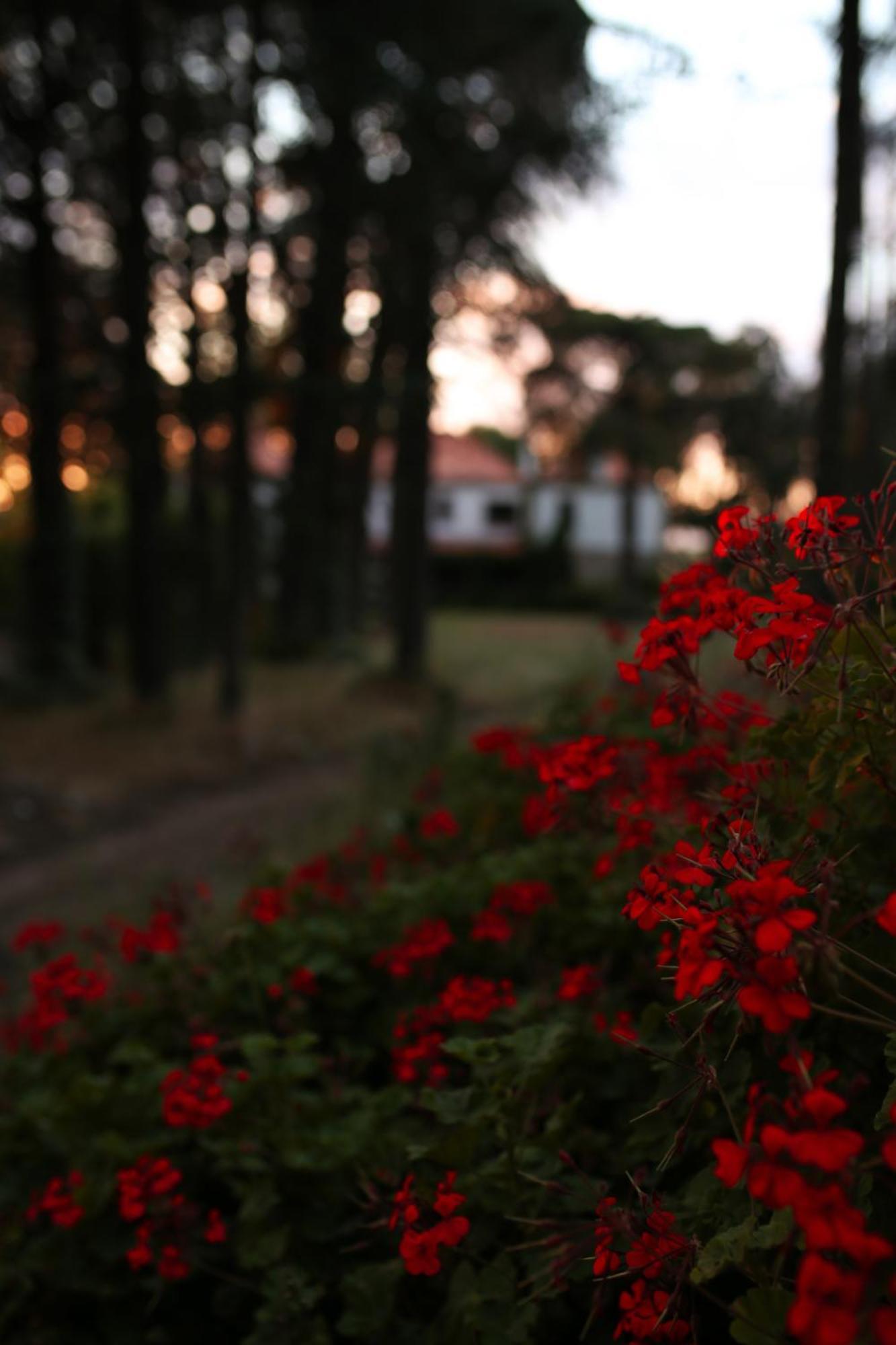 Lugar Da Pedra Alta - B&B - Private Historical Villa Melo 외부 사진